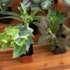 Element by Altman Plants Miniature Live House Plants (6PK), Air Purifying Live Plants, 2