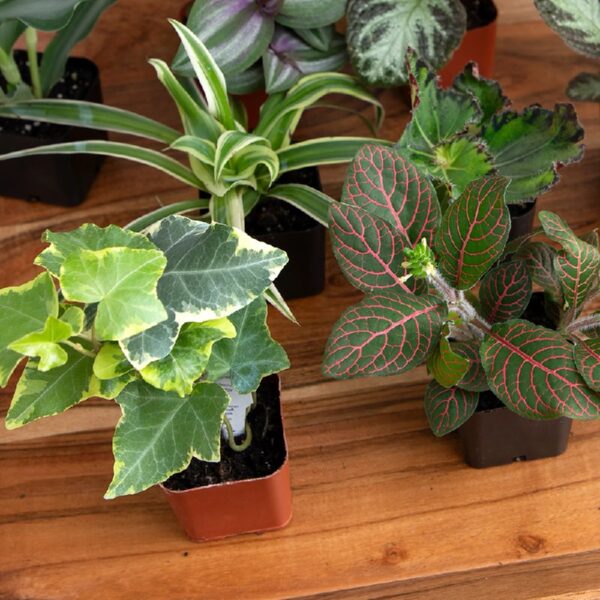 Element by Altman Plants Miniature Live House Plants (6PK), Air Purifying Live Plants, 2