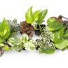 Altman Plants Live Houseplants in 2