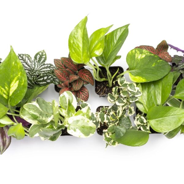 Altman Plants Live Houseplants in 2