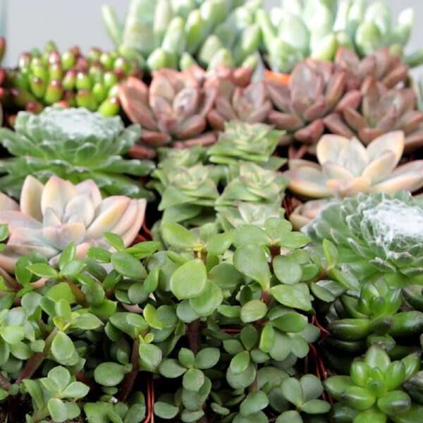 Element by Altman Plants Multicolor Succulent ,Live Indoor House Plants with Grower Pots , 2 inch , Pack of 20