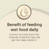 Special Kitty Surf & Turf Pate Wet Cat Food Variety Pack, 5.5 oz Cans (40 Pack)