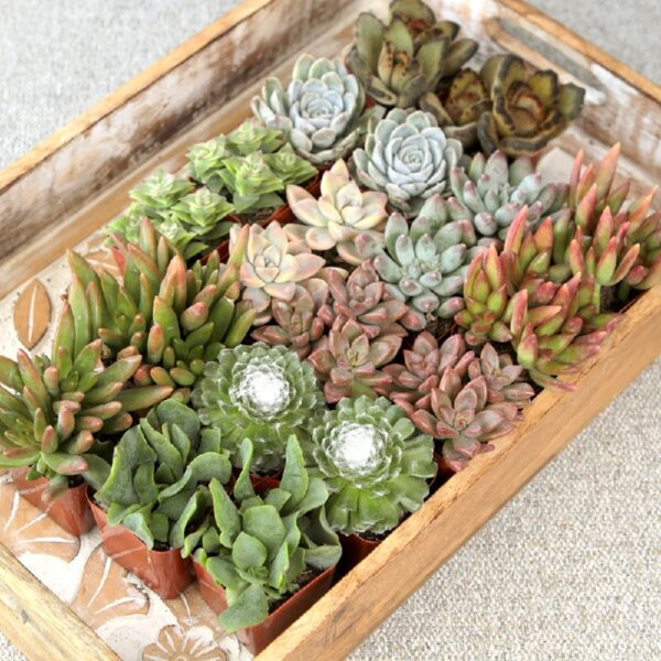 Element by Altman Plants Multicolor Succulent ,Live Indoor House Plants with Grower Pots , 2 inch , Pack of 20