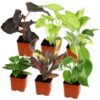 Altman Plants Live Houseplants in 2
