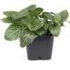 Altman Plants Live Houseplants in 2