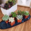 Element by Altman Plants Multicolor Succulent ,Live Indoor House Plants with Grower Pots , 2 inch , Pack of 20