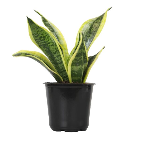 Element by Altman Plants Live Snake Plant, Sansevieria Superba; 6 in H20 Self Watering Pot