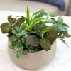 Altman Plants Live Houseplants in 2