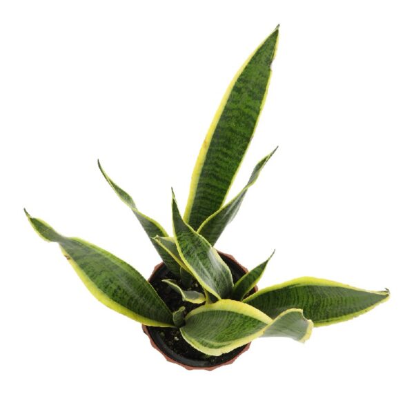 Element by Altman Plants Live Snake Plant, Sansevieria Superba; 6 in H20 Self Watering Pot