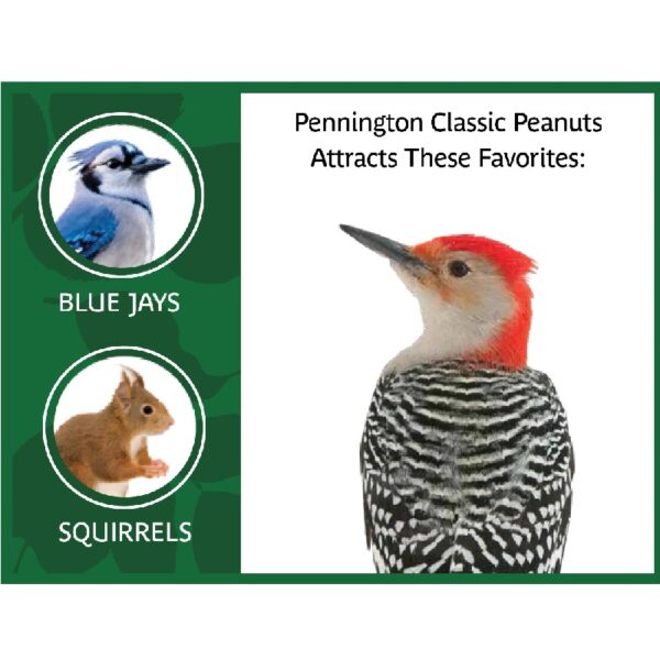 (2 pack) Shelled Peanuts Wildlife and Wild Bird Food, 5 lb. Bag, 1 Pack, Dry