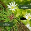 All-in-One Lawn Weed & Crabgrass Killer, Concentrate, 40 fl oz