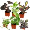 Altman Plants Live Houseplants in 2