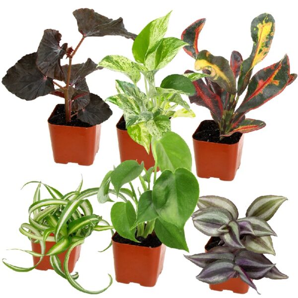 Altman Plants Live Houseplants in 2