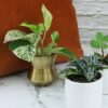 Element by Altman Plants Miniature Live House Plants (6PK), Air Purifying Live Plants, 2
