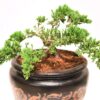 Bonsai Soil by 8qts. | Premium All-Purpose Mix | Perfect for All Bonsai Tree Varieties