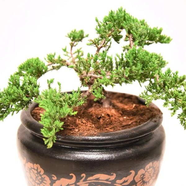Bonsai Soil by 8qts. | Premium All-Purpose Mix | Perfect for All Bonsai Tree Varieties