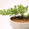 Bonsai Soil by 8qts. | Premium All-Purpose Mix | Perfect for All Bonsai Tree Varieties