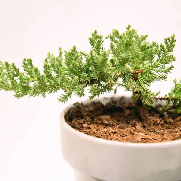 Bonsai Soil by 8qts. | Premium All-Purpose Mix | Perfect for All Bonsai Tree Varieties
