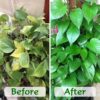 10lb of  100% Organic Coco Coir Bricks with Low EC and pH Balance High Expansion Coco Fiber for Herbs, Flowers,Plants Gardening Renewable Coconut Soil