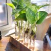 Altman Plants Live Houseplants in 2