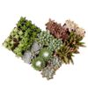 Element by Altman Plants Multicolor Succulent ,Live Indoor House Plants with Grower Pots , 2 inch , Pack of 20