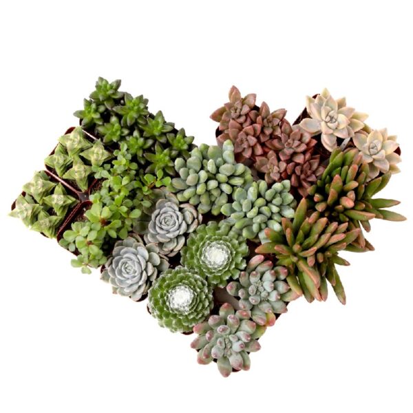 Element by Altman Plants Multicolor Succulent ,Live Indoor House Plants with Grower Pots , 2 inch , Pack of 20