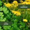 All-in-One Lawn Weed & Crabgrass Killer, Concentrate, 40 fl oz