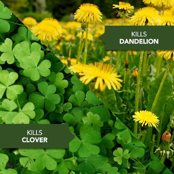 All-in-One Lawn Weed & Crabgrass Killer, Concentrate, 40 fl oz