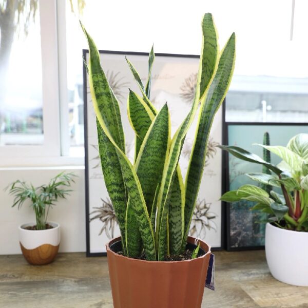 Element by Altman Plants Live Snake Plant, Sansevieria Superba; 6 in H20 Self Watering Pot