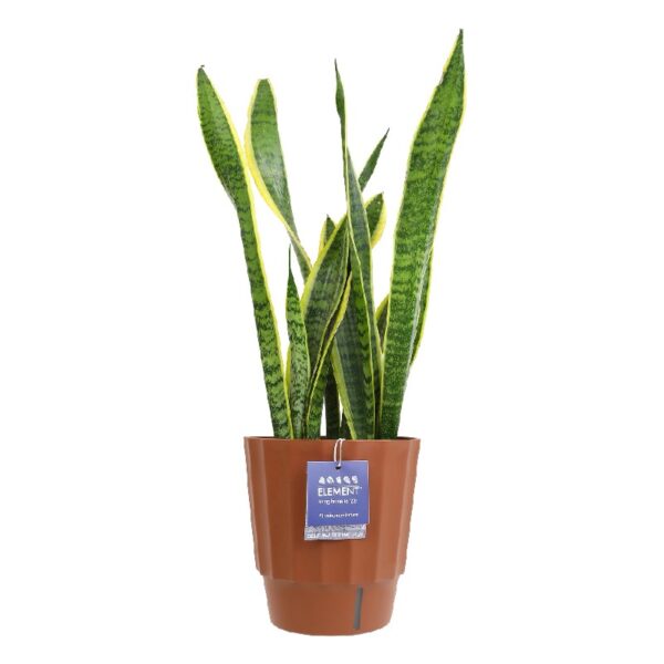 Element by Altman Plants Live Snake Plant, Sansevieria Superba; 6 in H20 Self Watering Pot