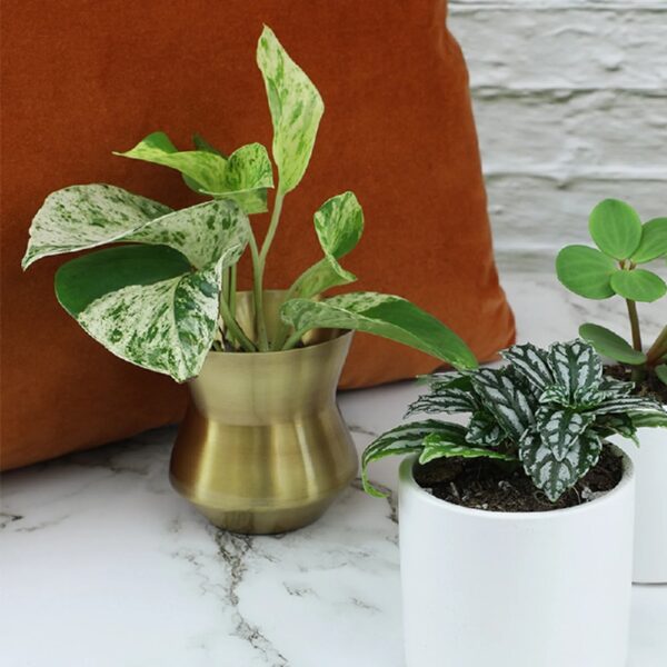 Altman Plants Live Houseplants in 2