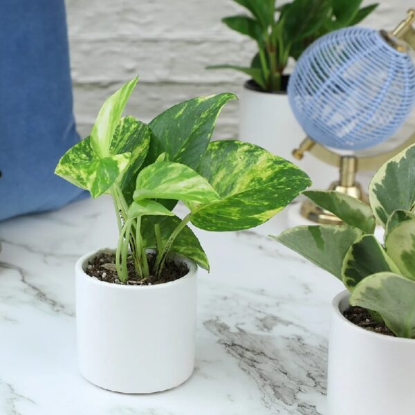 Element by Altman Plants Miniature Live House Plants (6PK), Air Purifying Live Plants, 2