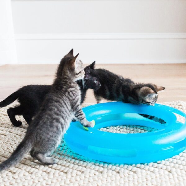 Fat Cat Crazy Circle Cat Toy For Solo or Interactive Play, Large 16.3