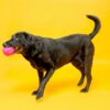Dura Play Large Ball Dog Toy with Bacon Scent and Squeaker, Latex, 3 Pack