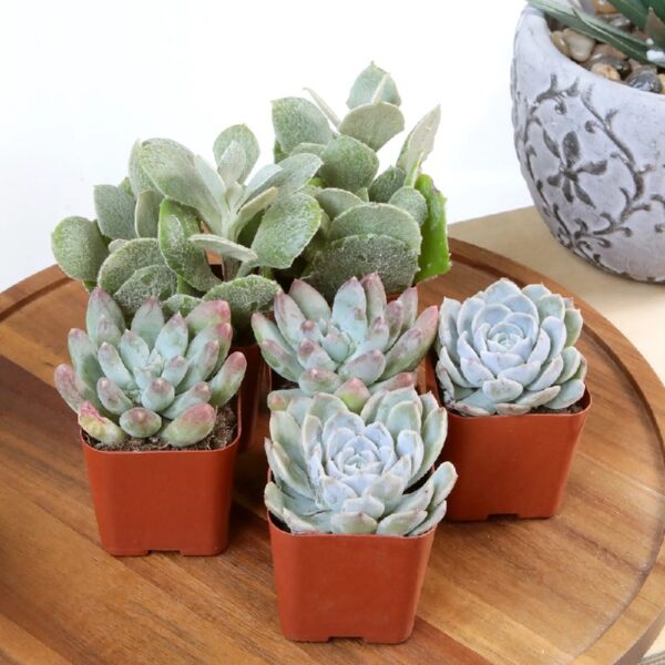 Element by Altman Plants Multicolor Succulent ,Live Indoor House Plants with Grower Pots , 2 inch , Pack of 20