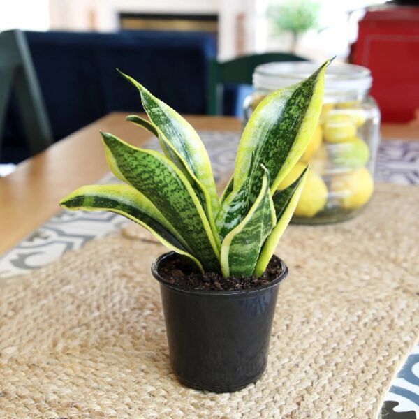 Element by Altman Plants Live Snake Plant, Sansevieria Superba; 6 in H20 Self Watering Pot