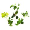 Altman Plants Live Houseplants in 2