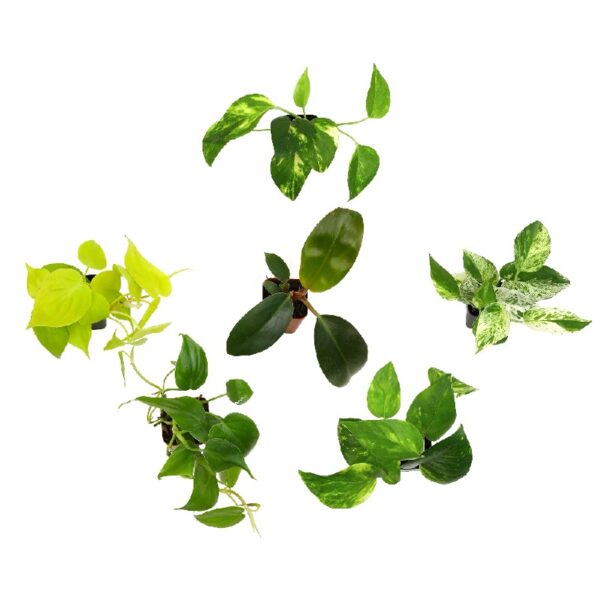 Altman Plants Live Houseplants in 2