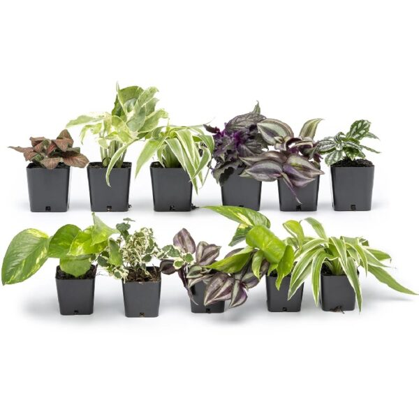 Altman Plants Live Houseplants in 2