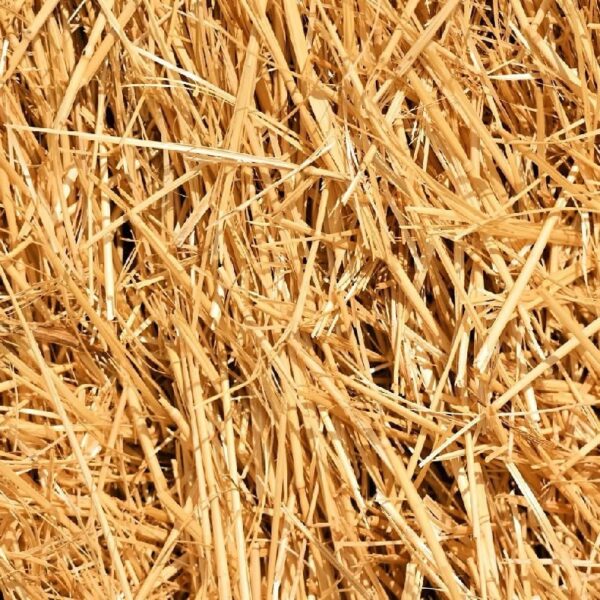 4 Pounds Natural Wheat Straw for Animal Bedding, Garden Mulch, Compost & Fertilizer, and Grass Cover