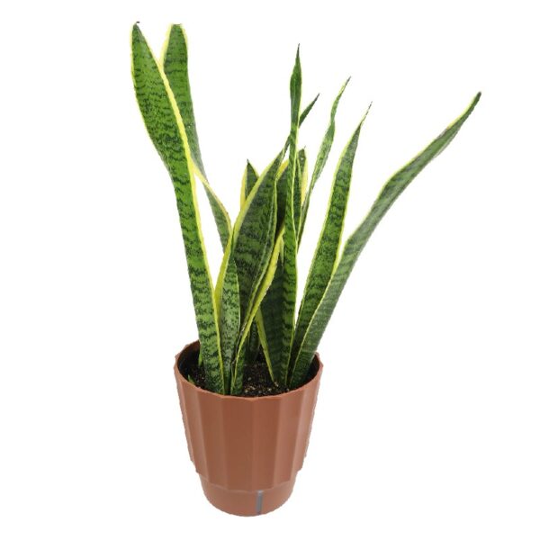 Element by Altman Plants Live Snake Plant, Sansevieria Superba; 6 in H20 Self Watering Pot