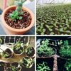 10lb of  100% Organic Coco Coir Bricks with Low EC and pH Balance High Expansion Coco Fiber for Herbs, Flowers,Plants Gardening Renewable Coconut Soil