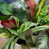 Element by Altman Plants Miniature Live House Plants (6PK), Air Purifying Live Plants, 2
