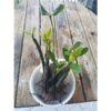 5 LIVE Mangroves - Red Mangrove Seedlings - Filtration, Aquarium, Reef, Tank, Saltwater, Aquatic, Plants
