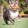 Air Fetch Wheel Durable Rubber Frisbee Disc Dog Toy, Orange, 8
