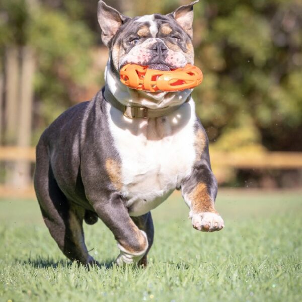 Air Fetch Wheel Durable Rubber Frisbee Disc Dog Toy, Orange, 8