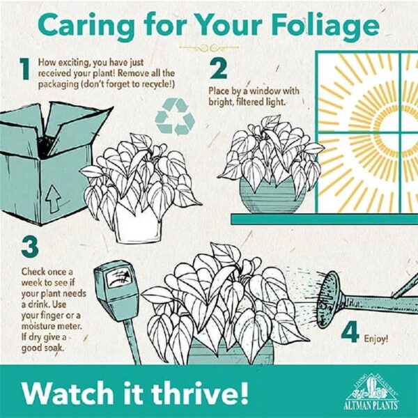 Altman Plants Live Houseplants in 2