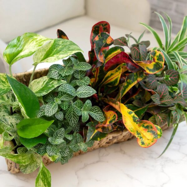 Altman Plants Live Houseplants in 2