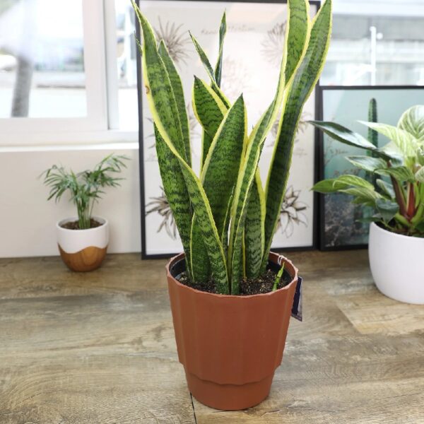 Element by Altman Plants Live Snake Plant, Sansevieria Superba; 6 in H20 Self Watering Pot