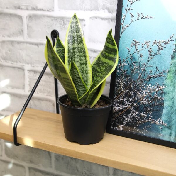 Element by Altman Plants Live Snake Plant, Sansevieria Superba; 6 in H20 Self Watering Pot